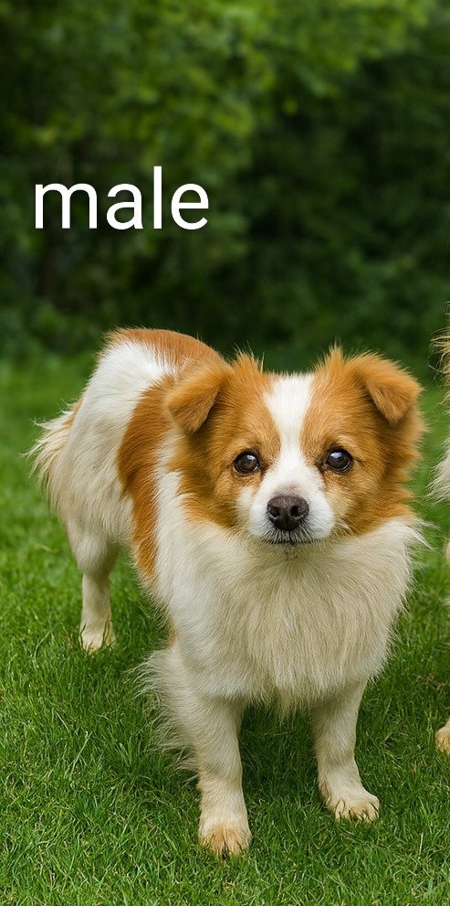 Adoption Pending - Edmund, an adoptable Papillon in Emmett, ID