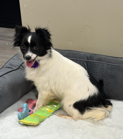 Adoption Pending - Frances, an adoptable Papillon in Emmett, ID