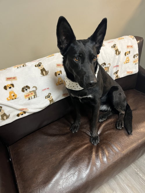 Adoption Pending- Winnie, an adoptable Shepherd in Emmett, ID