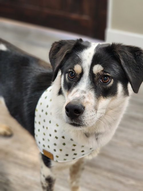 Adoption Pending - Willow, an adoptable Border Collie in Emmett, ID