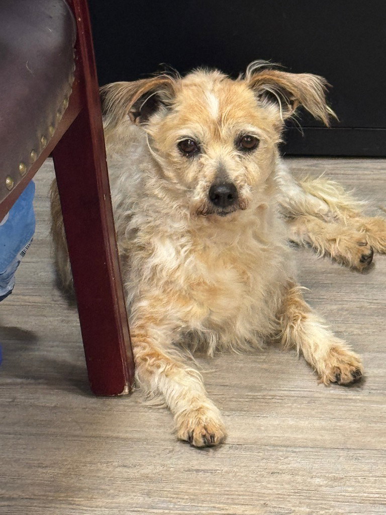 Adoption Pending - Reese
