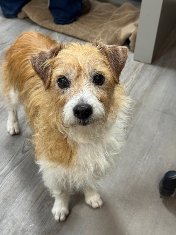 Adoption Pending - Snickers