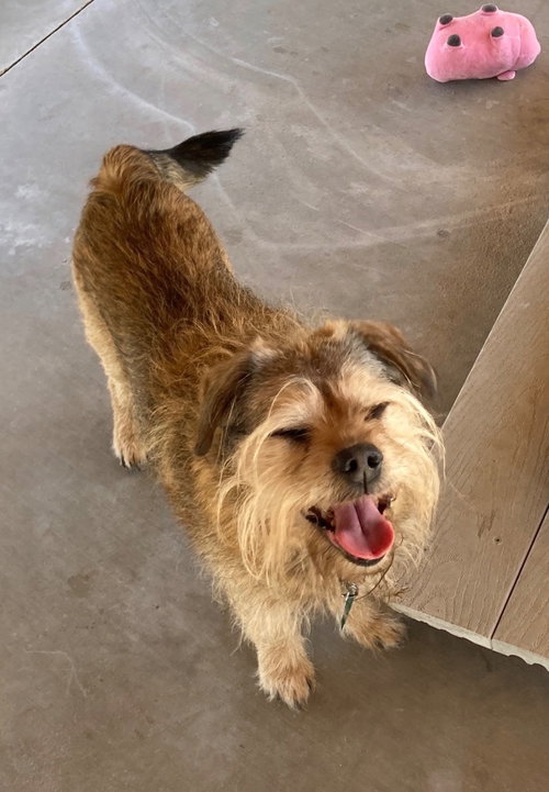 Adoption Pending - Benji, an adoptable Terrier in Emmett, ID