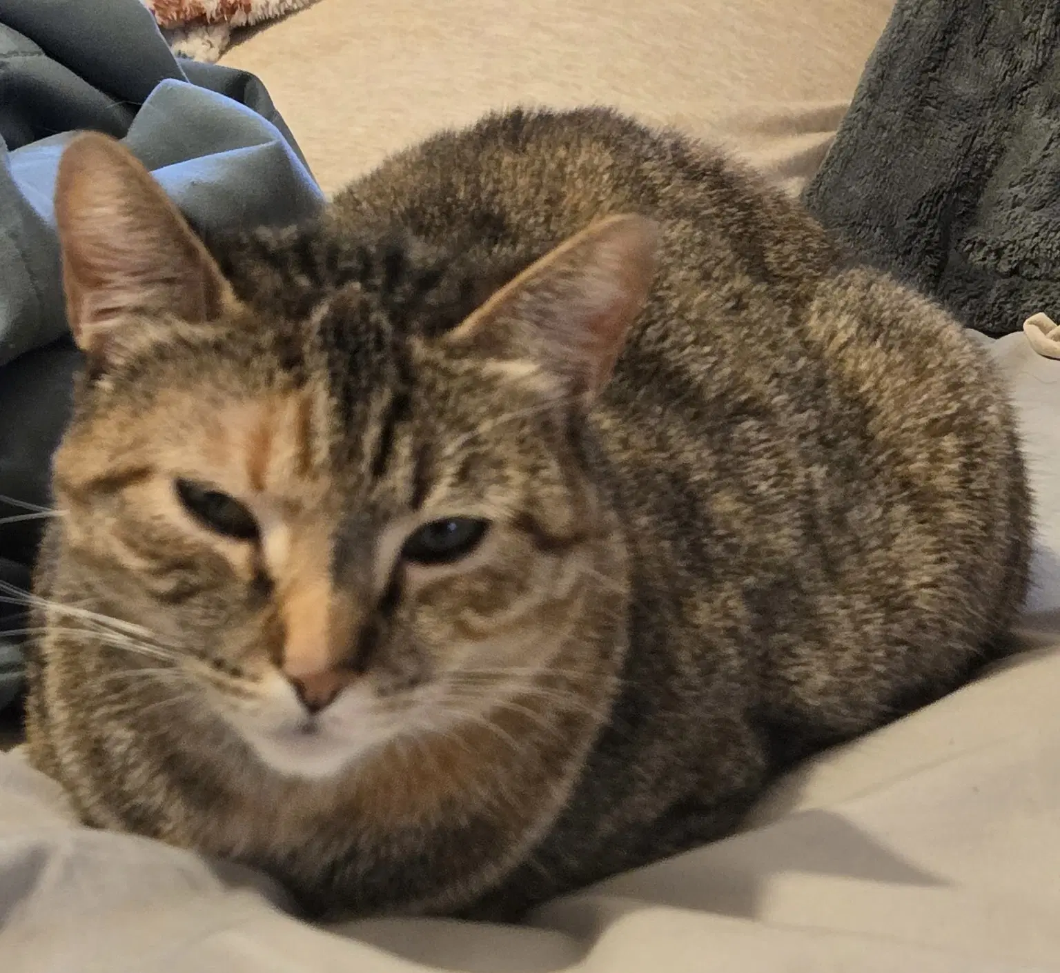 Kit - Bonded Pair With Kenya - Domestic Short Hair
