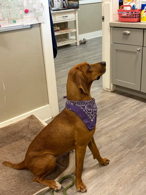 Lady, an adoptable Hound in Emmett, ID
