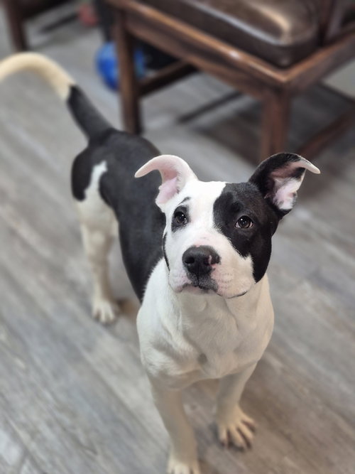 Adoption Pending - Puppy - Buddy, an adoptable Unknown breed in Emmett, ID