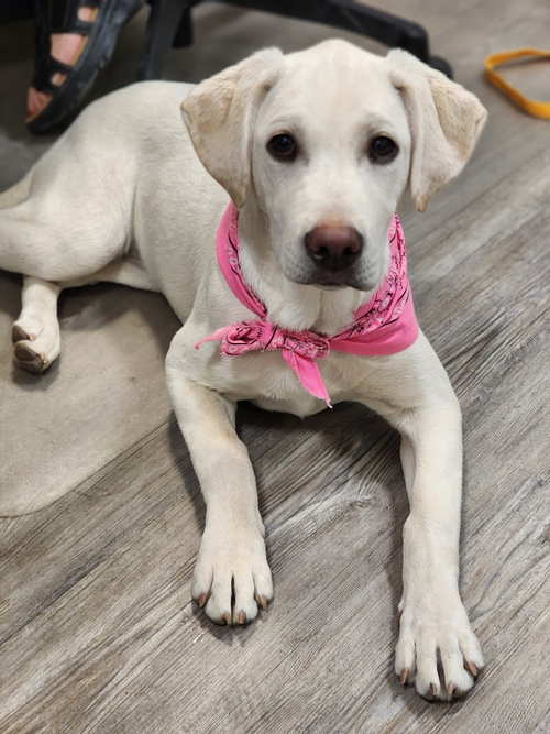 Adoption Pending - Snow, an adoptable Labrador Retriever in Emmett, ID