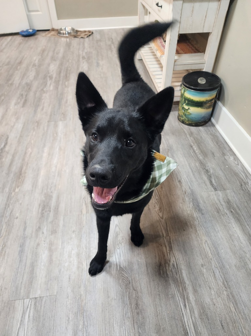 Puppy - Enzo, an adoptable Unknown breed in Emmett, ID