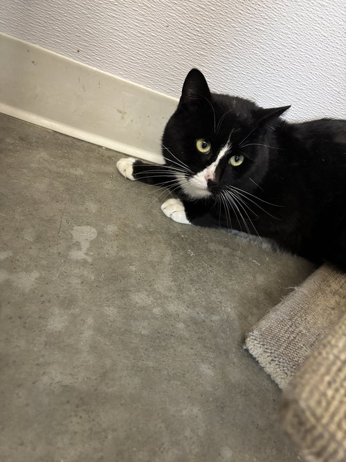 Mickey, an adoptable Domestic Short Hair in Emmett, ID