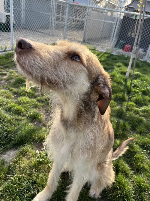 Adoption Pending - Charles, an adoptable Unknown breed in Emmett, ID