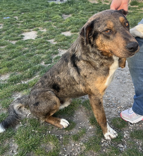 Franklin, an adoptable Unknown breed in Emmett, ID