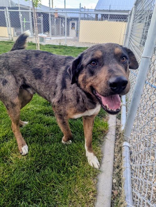 Franklin, an adoptable Unknown breed in Emmett, ID