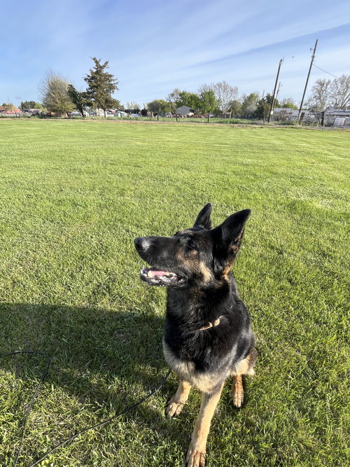 Adoption Pending - Wonder, an adoptable German Shepherd Dog in Emmett, ID