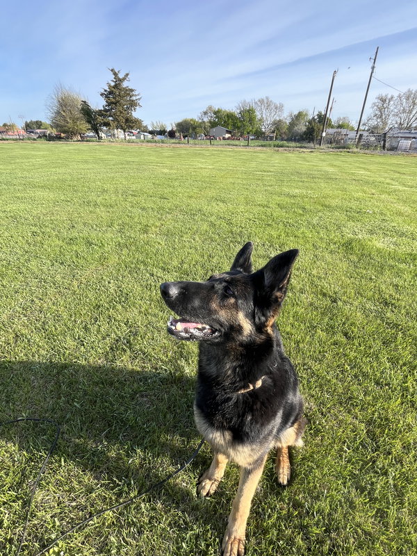 Adoption Pending - Wonder