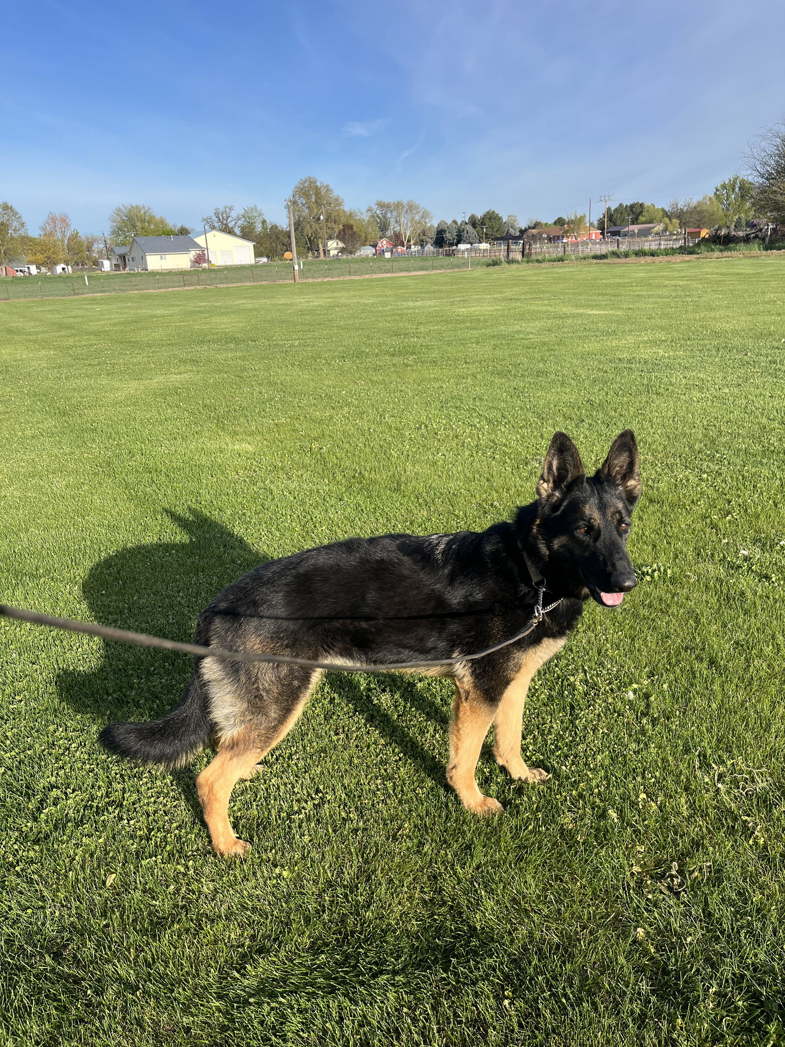Adoption Pending - Wonder