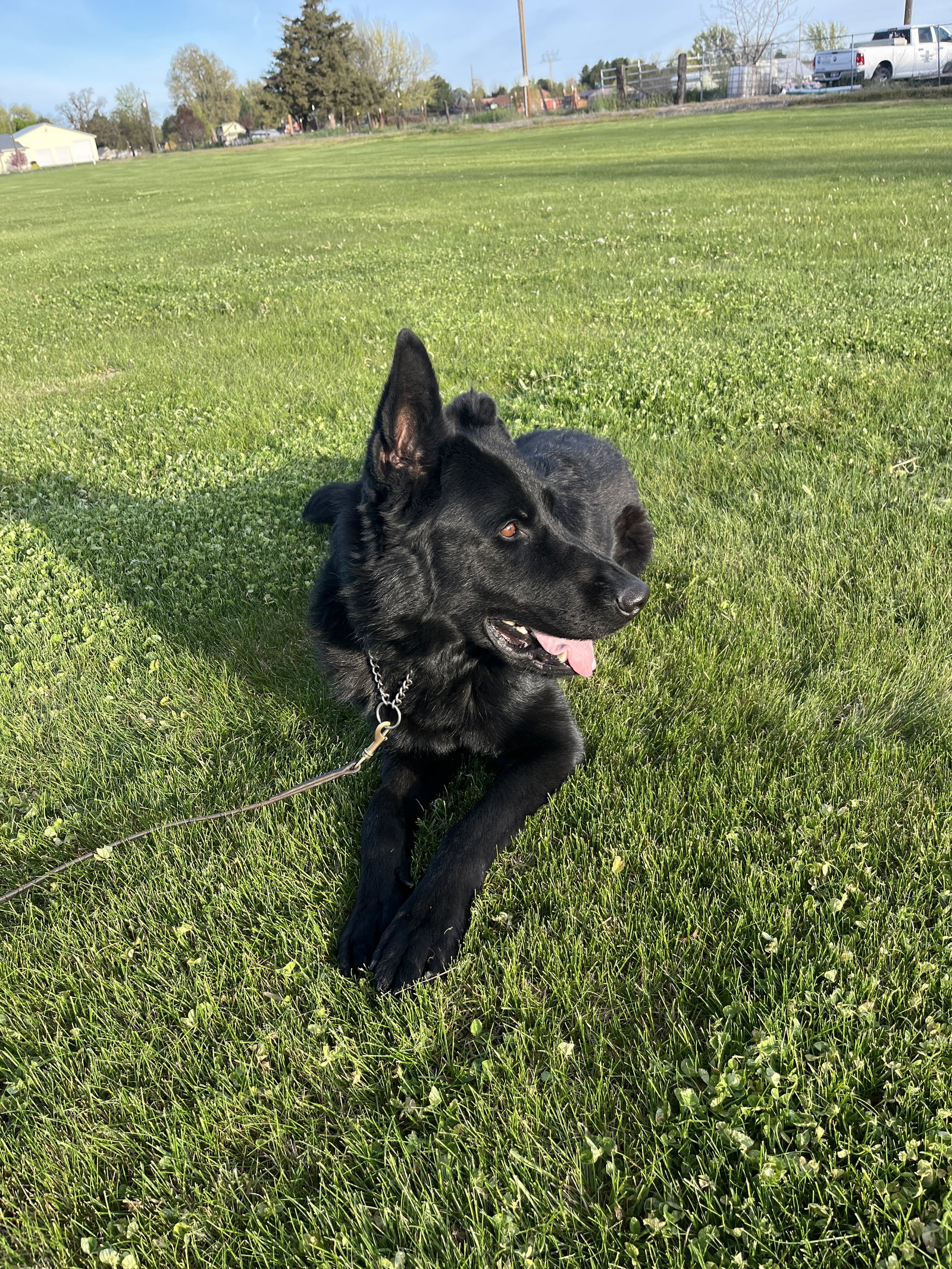 Adoption Pending - Maxx