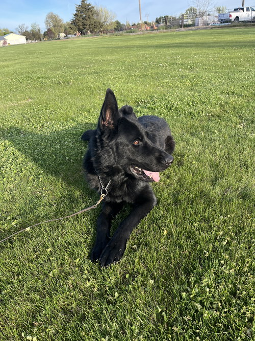 Maxx, an adoptable German Shepherd Dog in Emmett, ID