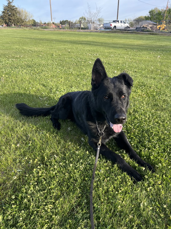 Adoption Pending - Maxx