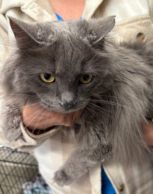 Fiona, an adoptable Domestic Long Hair in Emmett, ID