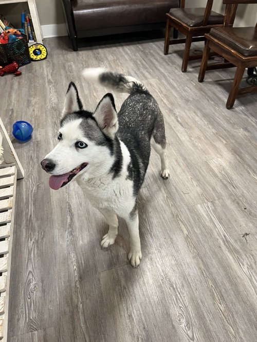 Sierra, an adoptable Unknown breed in Emmett, ID