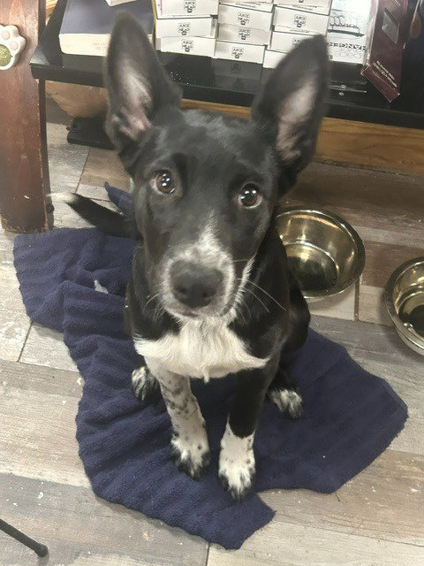 Puppy - Sadie, an adoptable Unknown breed in Emmett, ID