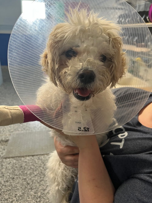 Puppy - Kira, an adoptable Shih Tzu in Emmett, ID