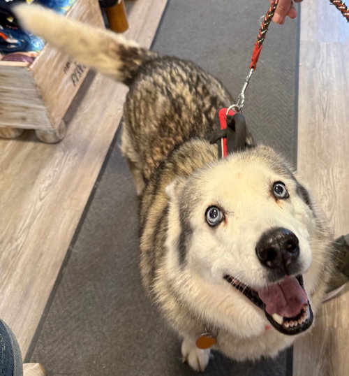 Sakhara, an adoptable Siberian Husky in Emmett, ID
