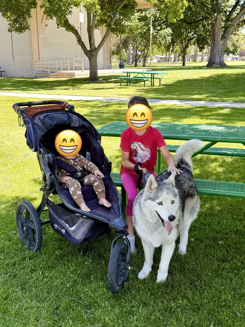 Sakhara, an adoptable Siberian Husky in Emmett, ID