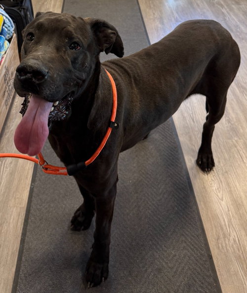 Bear, an adoptable Unknown breed in Emmett, ID
