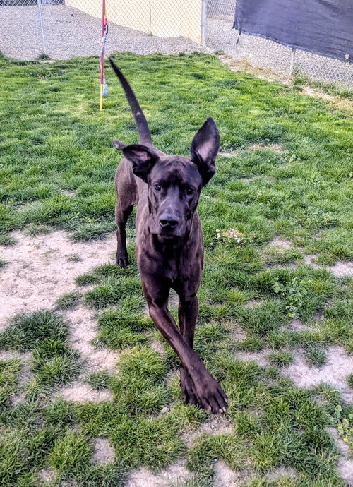 Bear, an adoptable Great Dane in Emmett, ID