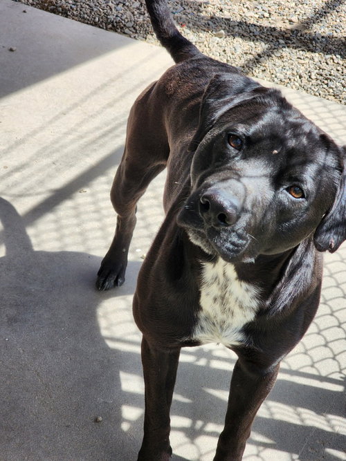 Bourbon, an adoptable Unknown breed in Emmett, ID