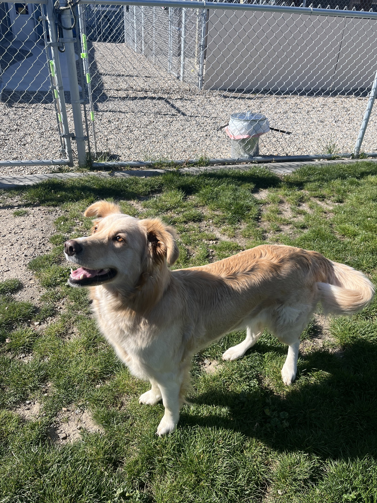 Adoption Pending - Blondie