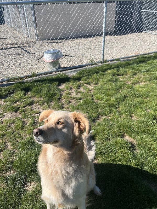 Adoption Pending - Blondie