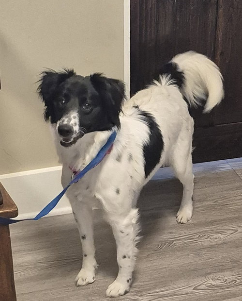 Callie, an adoptable Border Collie in Emmett, ID