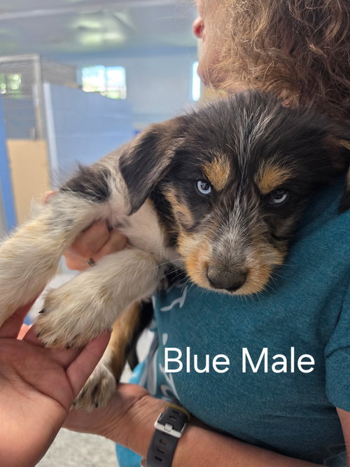 Puppy - Blue Collar Boy, an adoptable Unknown breed in Emmett, ID