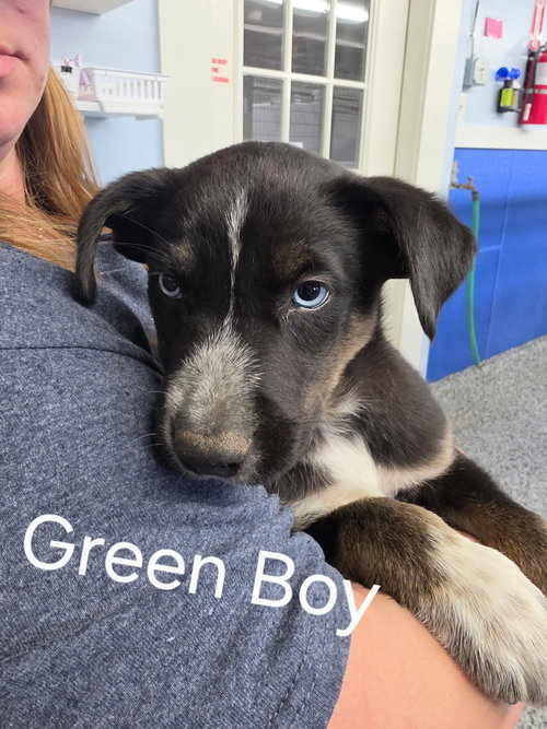 Puppy - Green boy, an adoptable Unknown breed in Emmett, ID