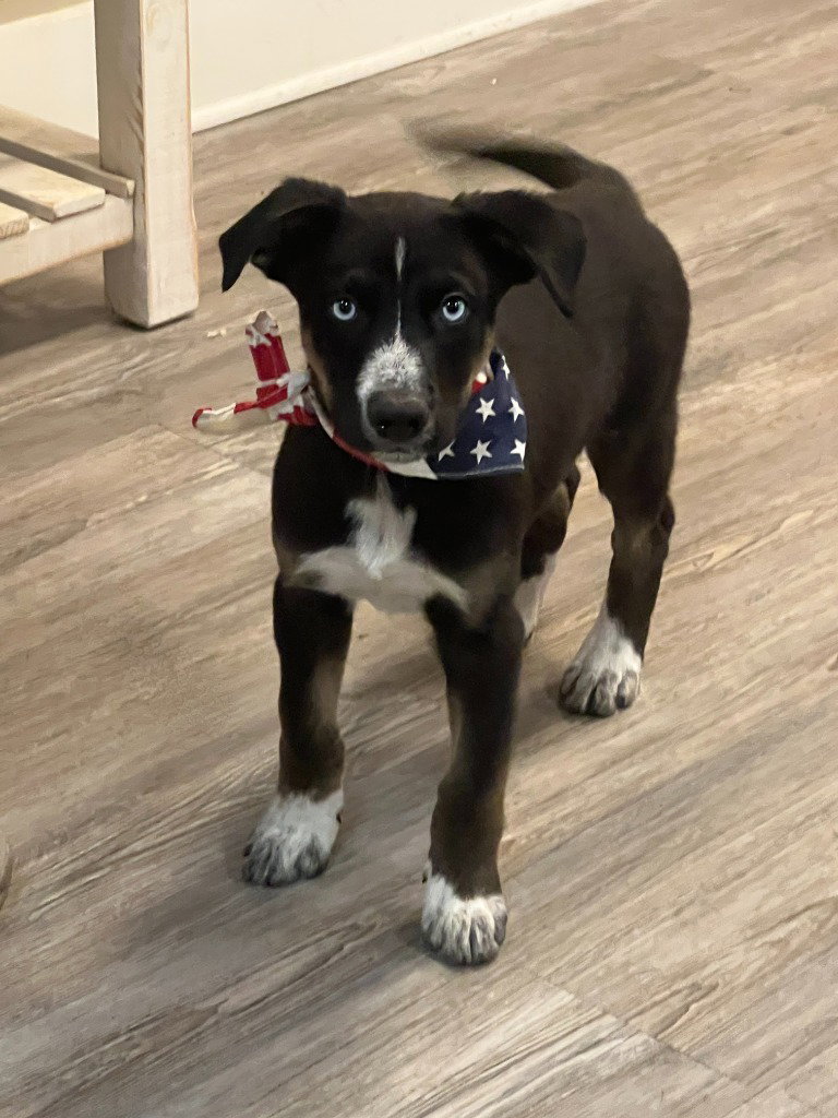 Puppy - Green boy