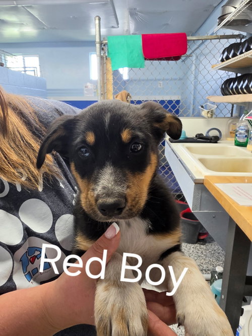 Puppy - Red Boy, an adoptable Unknown breed in Emmett, ID