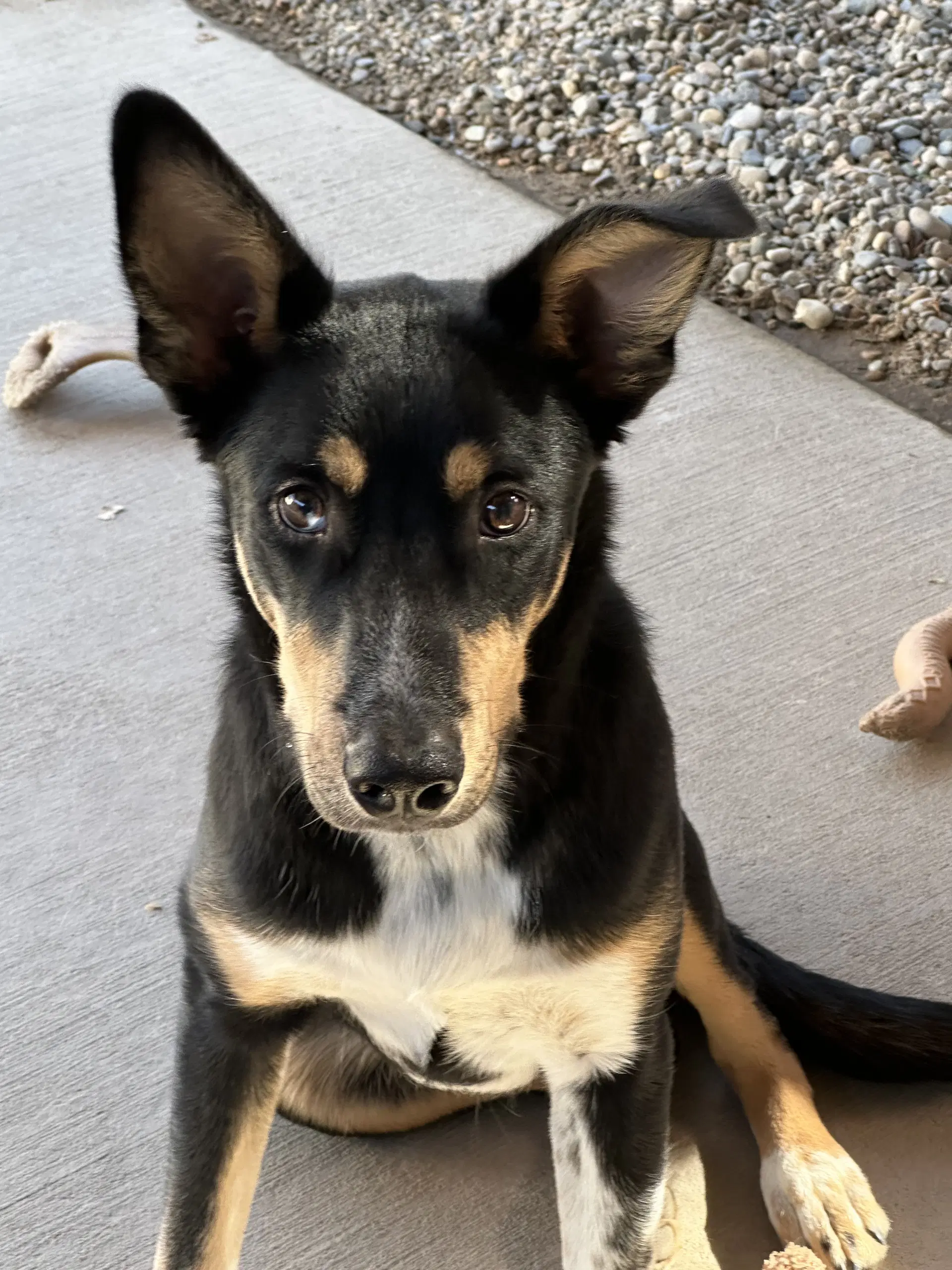 Sherlock - German Shepherd