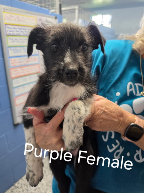 Puppy - Purple female, an adoptable Unknown breed in Emmett, ID