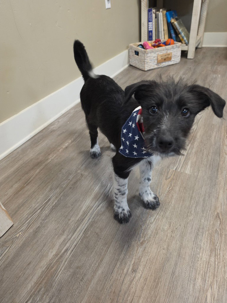 Puppy - Purple female