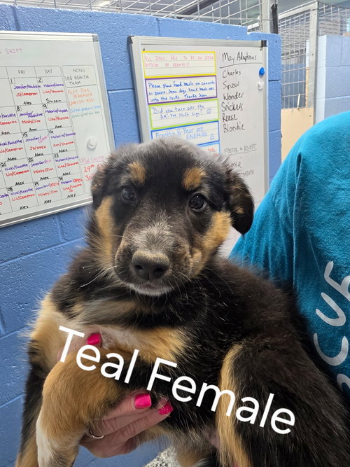 Puppy - Teal female, an adoptable Unknown breed in Emmett, ID