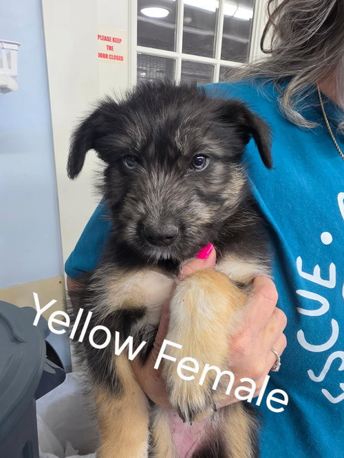 Puppy - Yellow female, an adoptable Unknown breed in Emmett, ID