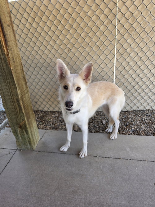 Trixie, an adoptable Husky in Emmett, ID