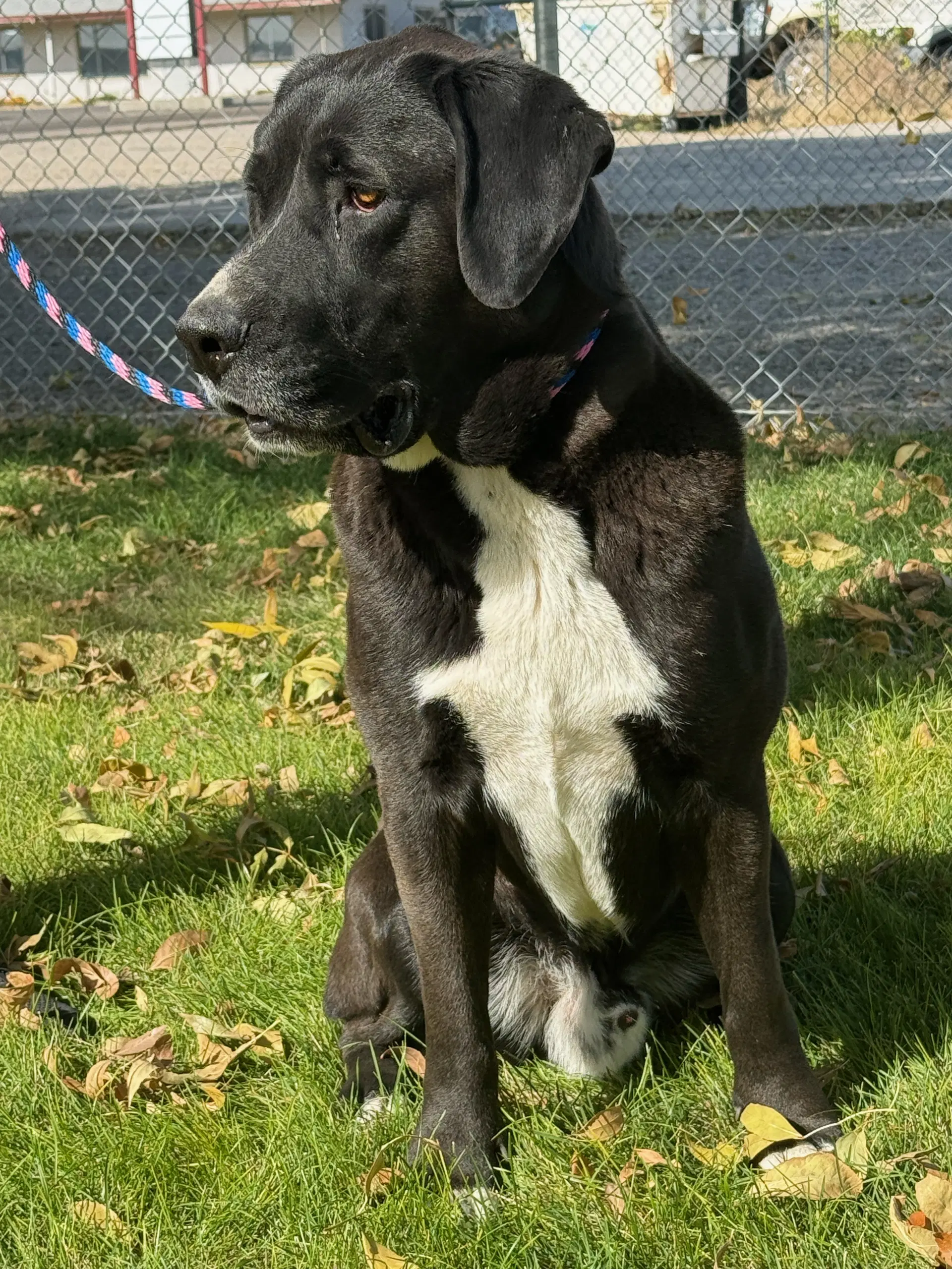 Goofy - Labrador