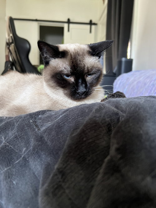 Melody - In Foster