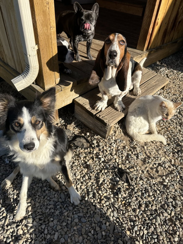 Adoption Pending - Fate - in foster