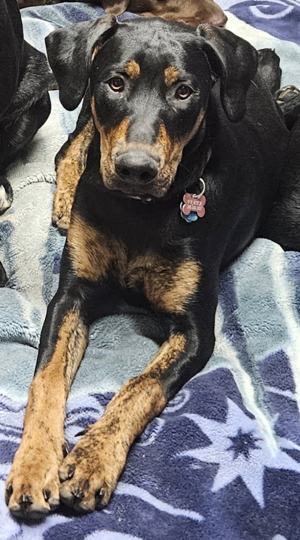 Freya