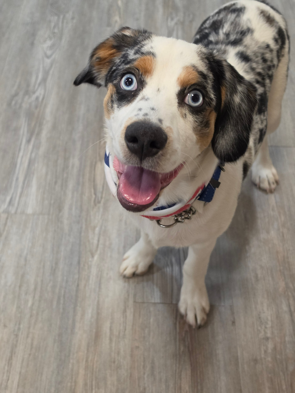 Puppy - Shiloh