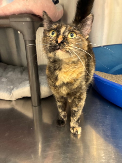 Tori, Adult Domestic Short Hair (short coat), cat for adoption in Caldwell, Idaho